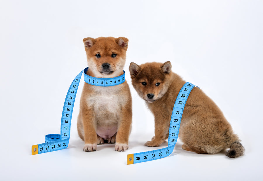 Köpek Bedeni Nasıl Ölçülür? 3 Ölçü ve Ağırlığın Yanıltan Yanı
