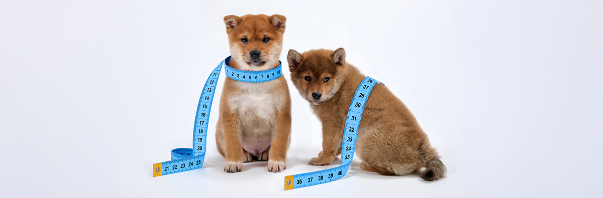 Köpek Bedeni Nasıl Ölçülür? 3 Ölçü ve Ağırlığın Yanıltan Yanı