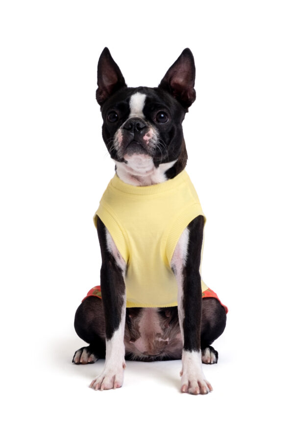 Pamuklu Sarı Köpek Elbisesi "Free Hugs" - Görsel 3