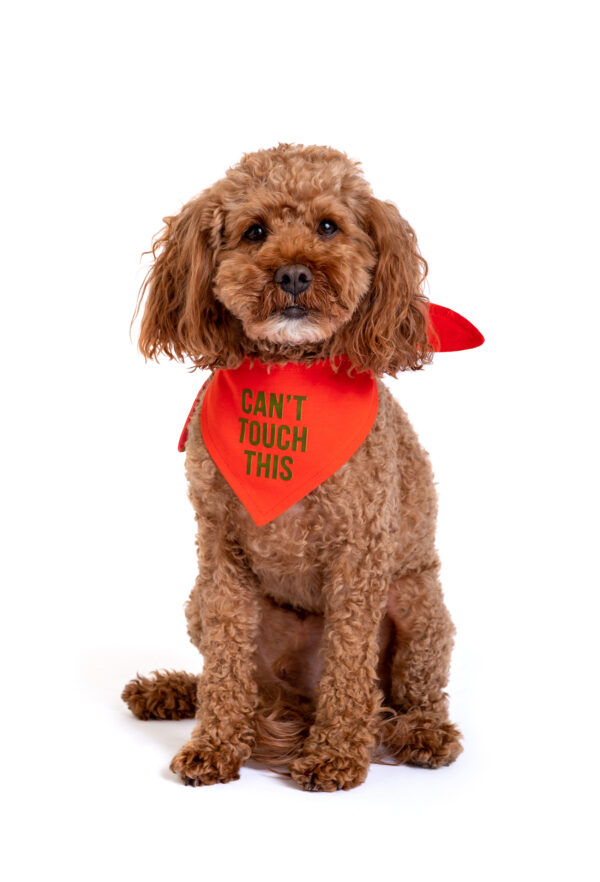 Çift Taraflı Köpek Bandanası "Can’t Touch This" - Görsel 4