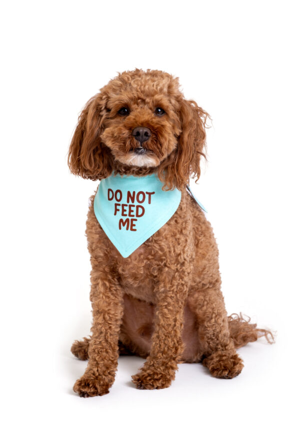 Çift Taraflı Köpek Bandanası "Do Not Feed Me" - Görsel 3