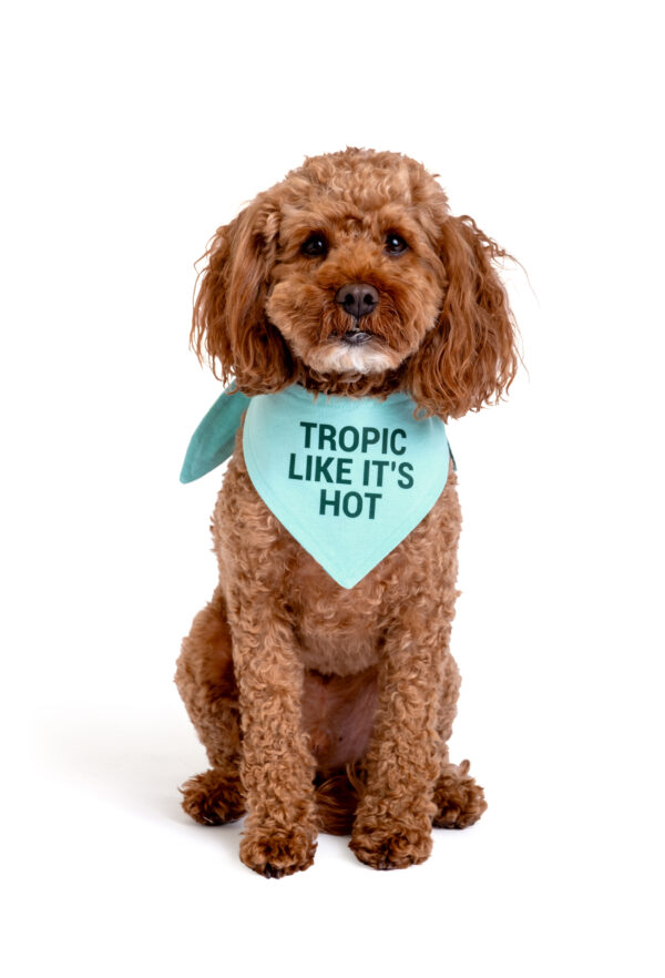 Çift Taraflı Köpek Bandanası "Tropic Like It's Hot" - Görsel 4