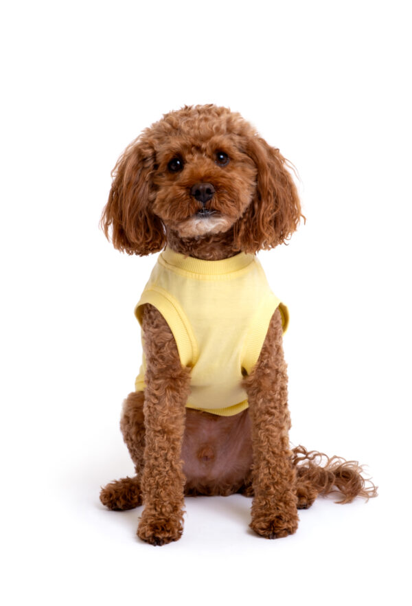 Pamuklu Sarı Köpek T-shirt “Stuck On You” - Görsel 4